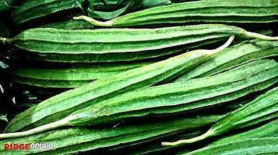 Paudhaa FI QUALITY RIDGE GOURD Seed(18 per packet)