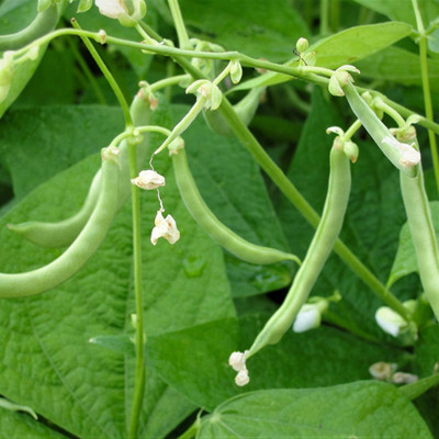 SREE Gwar Fali/Cluster Beans 77 Seed(30 per packet)