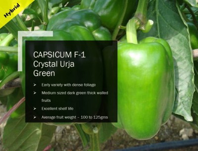 VibeX CAPSICUM F-1 Crystal Green SEEDS(1000 Seeds) Seed(1000 per packet)