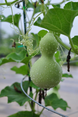 ASPEN Surakai | Bottle Goura | Anapa Kaya Seed(50 per packet)