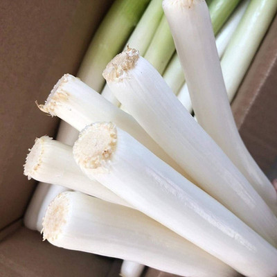 CYBEXIS F1 Hybrid Green Chinese Onion Seeds2000 Seeds Seed(2000 per packet)