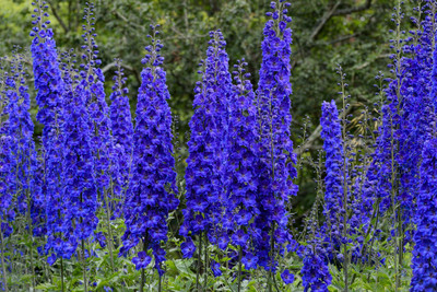 NooElec Seeds India All Seasons Blue Delphinium Larkspur Flower Seed(35 per packet)