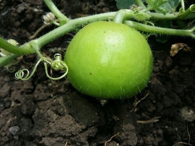 Farmonix Org_172_Tinda Seeds / Apple Gourd Seeds Seed(100 per packet)