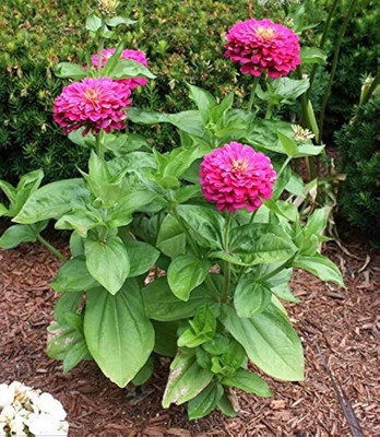 ibains Zinnia mix flower seed Seed(75 per packet)