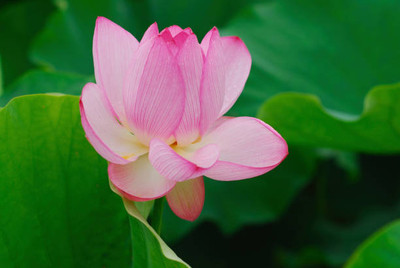 JOY SHREE lotus,kamal gatta Seed(14 per packet)