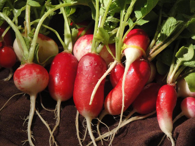 KNESSiN DUETT Early Spring Radish Seed(1250 per packet)