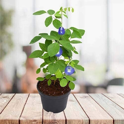 wequality Butterfly pea flower seeds,Aparajita,Clitoria ternatea,Bluebell Vine Flower Seed Seed(15 per packet)