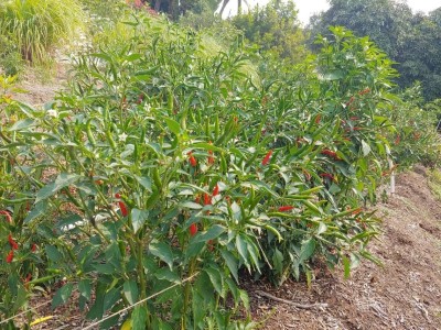 MOGEX Thai hot pepper seeds Thai chili Seed(400 per packet)