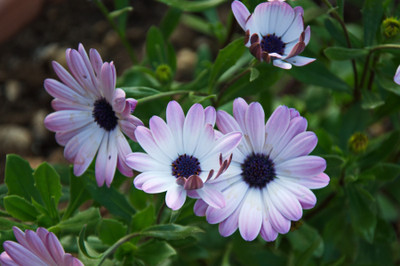 Audhav Dimorphotheca Flower Seeds F1 Hybrid Combo Seeds For Winter Season Seed(50 per packet)
