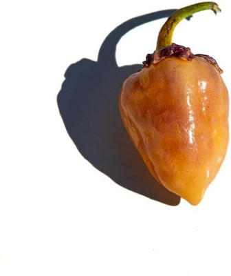 Biosnyg Open-Pollinated Peach Bubblegum Pepper Seeds For Planting-(1000 Seeds) Seed(1000 per packet)
