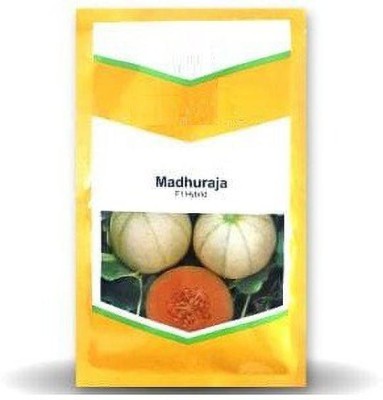 VibeX GUA-49 - MADHURAJA MUSKMELON - (1350 Seeds) Seed(1350 per packet)