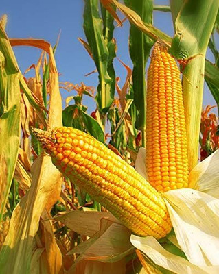 Qualtivate PUA-6A Yellow Dent Corn Kernels Grain Seed(400 per packet)