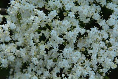 FRESHO gypsophila flower Seed(50 per packet)