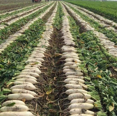 CYBEXIS Drought Resistance Easy to Cultivate White Radish Seeds 600 Seeds Seed(600 per packet)