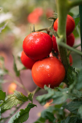 sarvottam creation tomato Seed(85 per packet)