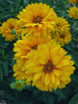 Qualtivate KXL-9AT Sunflowers (Heliopsis - Summer Sun) Seed(200 per packet)