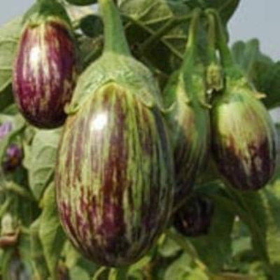 BDSresolve brinjal seedless f1 hybrid seeds baingan pack of 38 Seed(38 per packet)