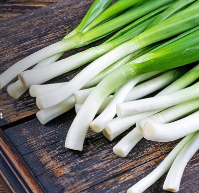 CYBEXIS GUA-32 - Green Onion for Planting - (13500 Seeds) Seed(13500 per packet)