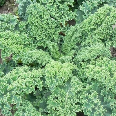 WILLVINE HUA -I Dwarf Blue Curled Scotch Vates Kale [50g] Seed(15000 per packet)