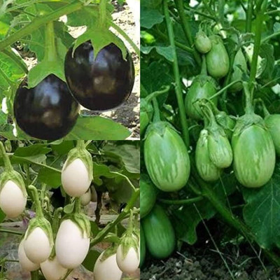 LPR BAGAN Seed(50 per packet)