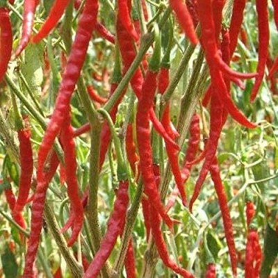 Qualtivate HYB-7A Chile De Arbol Chilli Seed(300 per packet)