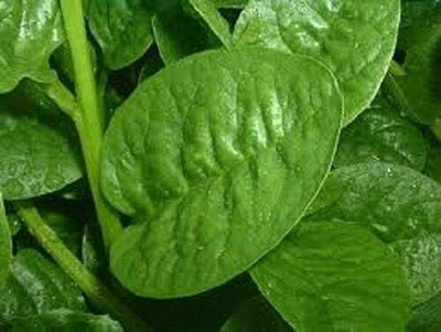 CYBEXIS Heirloom Seeds of Red Malabar Spinach Climbing Vine500 Seeds Seed(500 per packet)