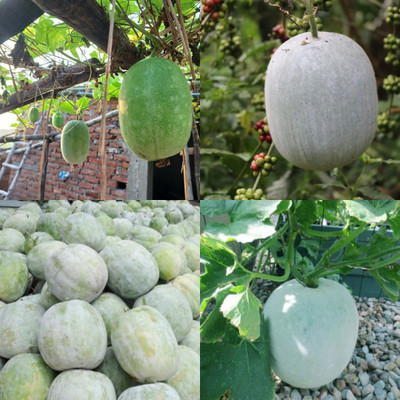 ibains Winter melon seeds 28 Seed(28 per packet)
