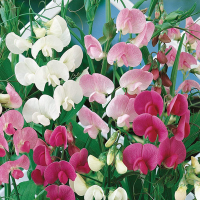 CYBEXIS Sweet Pea Vegetable Seeds400 Seeds Seed(400 per packet)
