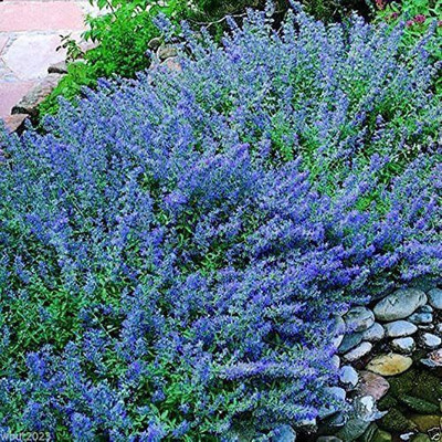 VibeX VVI-4 - Catmint - 'Blue Wonder' - (4500 Seeds) Seed(4500 per packet)