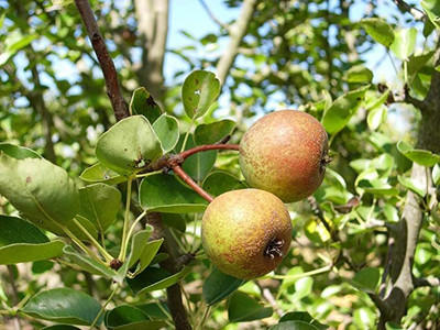 Kapebonavista Nashpati Plant Dwarf Pear Fruit Tree Nashpati Plant Seed(1 per packet)
