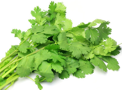 WILLVINE Cilantro (Imported Coriander) Microgreen Seeds-[200 Seeds] Seed(200 per packet)