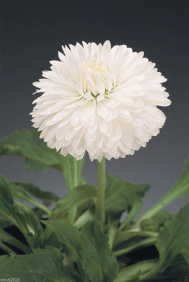 VibeX VXI-2 - White - Super Enorma Double - English Daisy - (60 Seeds) Seed(60 per packet)