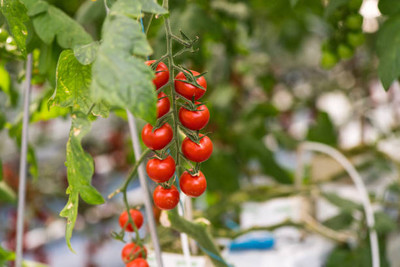 GOAGRO tomato Seed(75 per packet)