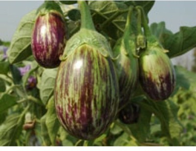 UGRA Brinjal/Eggplant Vegetable Seed(3000 per packet)