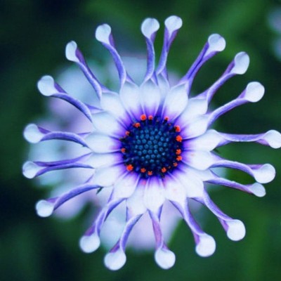 CYBEXIS Exotic Blue Daisy Plants Flower Seeds Seed(50 per packet)