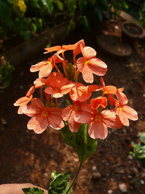 sharpvaishno kanakambaram-firecracker-crossandra Seed(37 per packet)