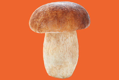 XOLDA Mushroom herbs Seed(32 per packet)