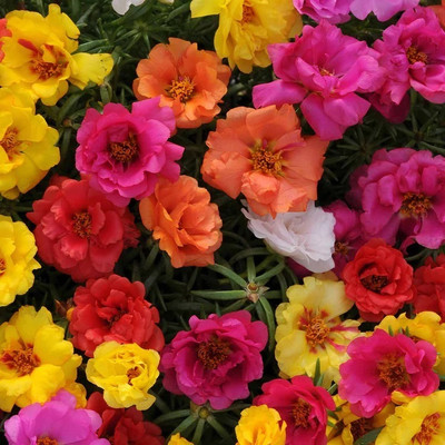 Quentova Portulaca Happy Hour Mixed Flower Plant-HUA-66F Seed(50 per packet)