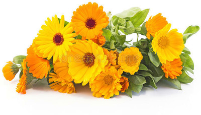 Mozette Exotic calendula Seed(45 per packet)