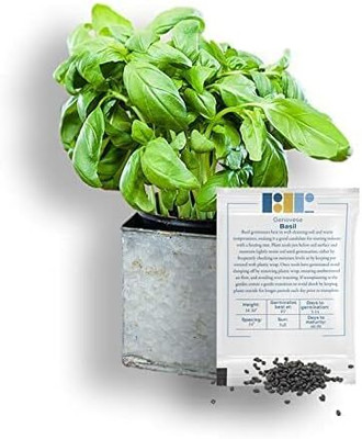 Qualtivate LX-6 Basil Genovese Ocimum Basilicum Seed(1000 per packet)