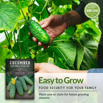 CYBEXIS VVI-72 - National Pickling Cucumber - (1350 Seeds) Seed(1350 per packet)