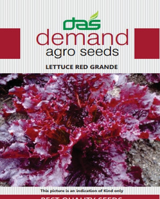 KRASHAK Red lettuce Seed(2 per packet)