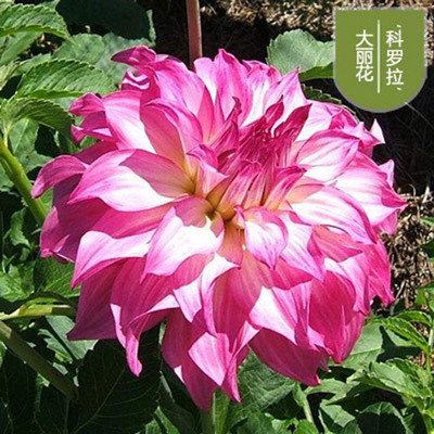 CRGO DAHLIA Seed(5 per packet)