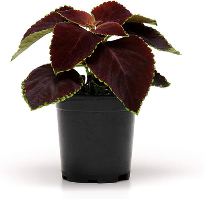 CYBEXIS XLR-57 - Coleus Chocolate Mint - (450 Seeds) Seed(450 per packet)