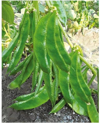 Cloud Farm Improved Sem Phali, Lima Beans Seed(100 per packet)
