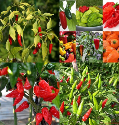 ibains Eagle chilli seeds bij 60 Seed(60 per packet)