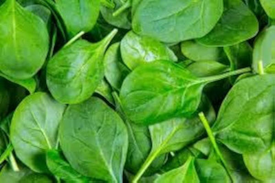 BJUBAS Palak seeds for home garden pack of 70 Seed(70 per packet)