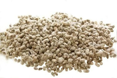 Boomani organic cotton Seeds/Paruthi Seeds/Cotton Seed for Farming, paruthi kottai Seed(500 g)