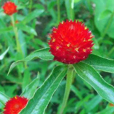 MAA Gomphrena Seed(85 per packet)