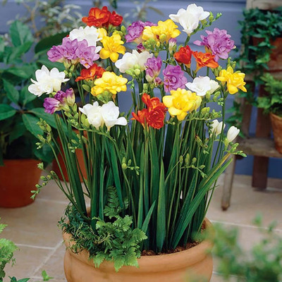 Audbhidhi Freesia Double Mix Flower Bulbs Seed(10 per packet)